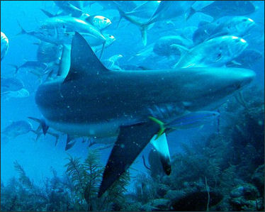 20120518-shark AttacCarcharhinus_perezi_-_jackfish_attack.jpg